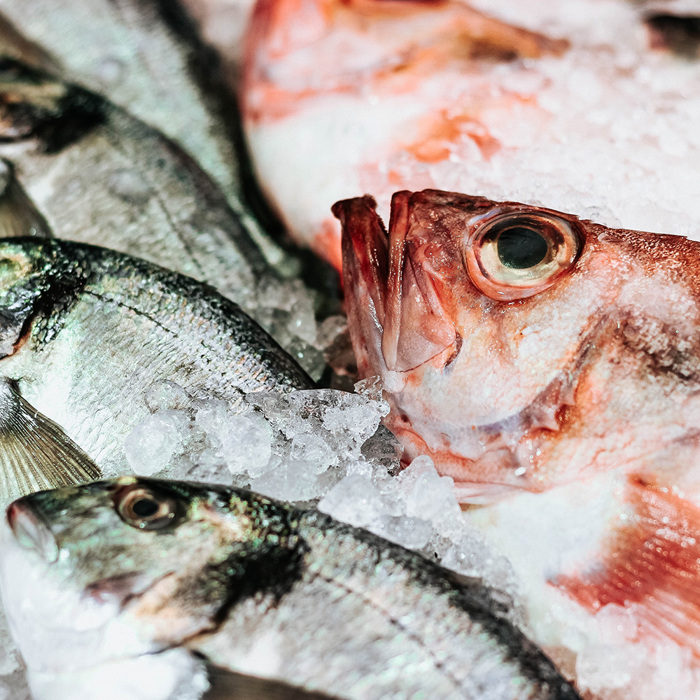 Jakie ryby są najlepsze? Porównanie ofert i smaków